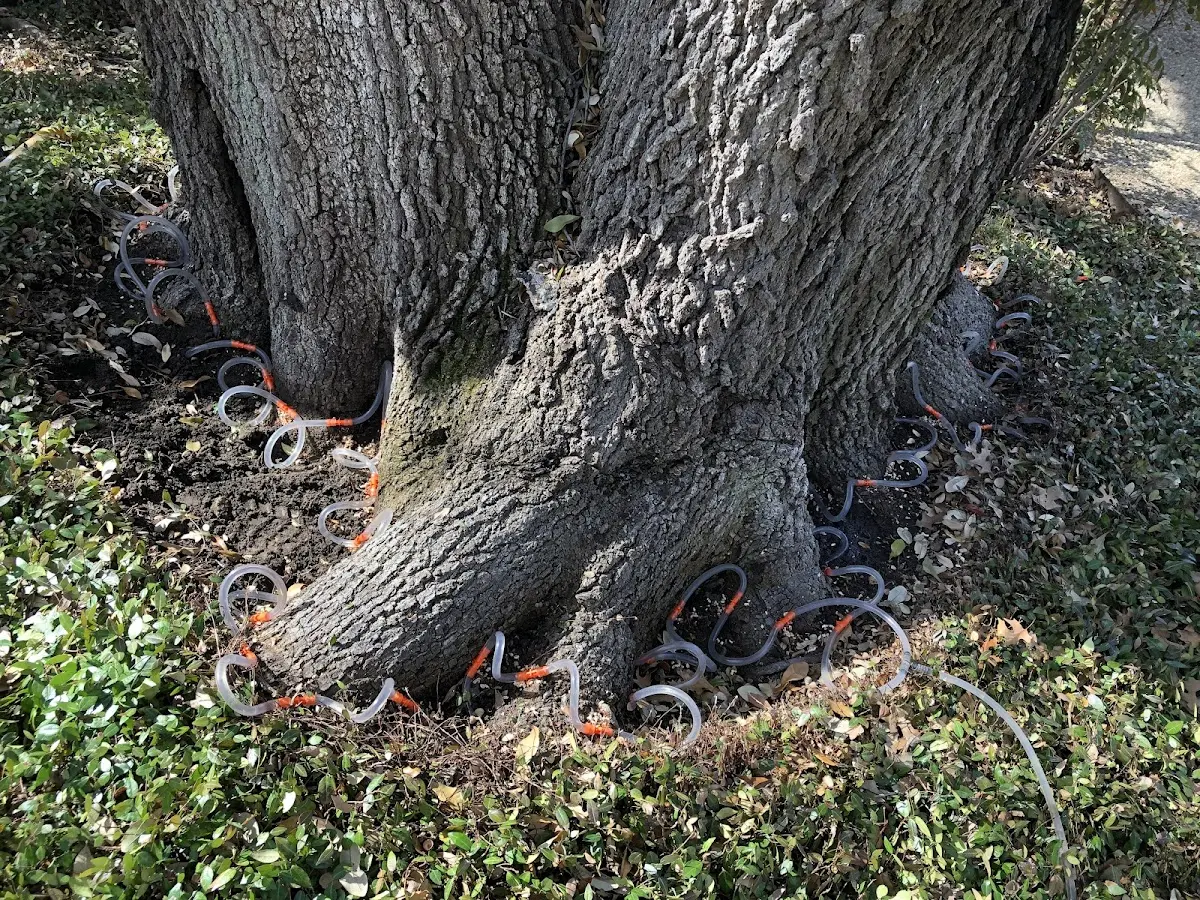 Detailed Tree Cabling and Bracing job site in Oakville